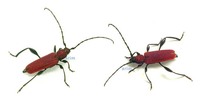 주홍삼나무하늘소 - Oupyrrhidium cinnabarinum