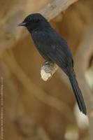 Northern Black Flycatcher, Melaenornis edolioides