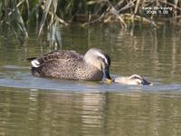 흰뺨검둥오리-Spot-billed Duck