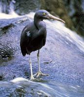 Reef Heron (Egretta sacra)