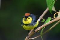 Collared Redstart