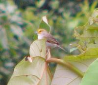 Yellow-browed Sparrow