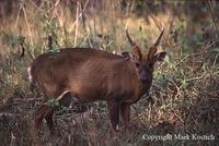 Giant Muntjac