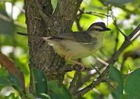 Tawny-flanked Prinia