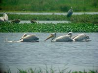 Great White Pelican (Vit Pelikan) - Pelecanus onocrotalus