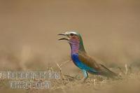 Lilac breasted roller perched on ground stock photo
