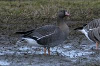 Lesser white-fronted Goose