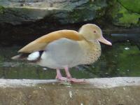 ORANGE RINGED TEAL