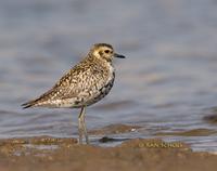 Pacific golden plover C20D 02355.jpg