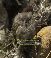 196 소쩍새  Eurasian Scops Owl
