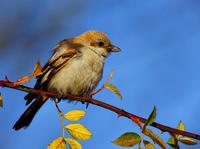 Woodchat Shrike (Lanius senator niloticus)