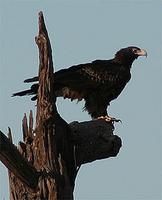 Wedgetailed Eagle