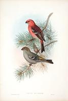 Richter after Gould Pine Grosbeak (Pinicola enucleator)