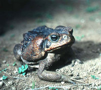 : Bufo marinus; Cane Toad