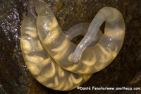 : Hynobius kimurae; Hida Salamander
