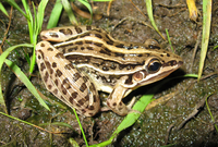 : Leptodactylus gracilis