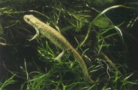 : Lissotriton italicus; Italian Newt