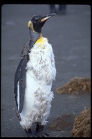 : Aptenodytes patagonicus; King Penguin