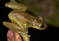 : Scinax ruber