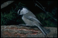 : Parus gambeli; Mountain Chickadee