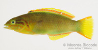 : Thalassoma lutescens