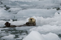 : Enhydra lutris; Sea otter