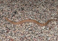 : Acanthophis wellsi; Pilbara Death Adder