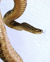 : Crotalus durissus; Cascav