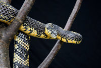 : Spilotes pullatus; Tiger Rat Snake