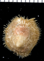 : Pilosabia trigona