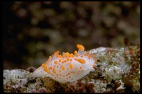 : Triopha catalinae; Clown Nudibranch