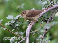 Phylloscopus fuscatus Dusky Warbler 褐柳鶯 093-075