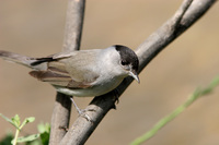 Blackcap