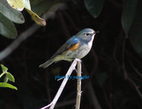 유리딱새 (Red-flanked Bluetail)
