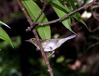 świstunka północna Phylloscopus borealis