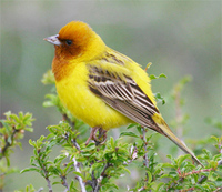 Red-headed Bunting