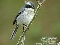 Grey Bushchat » Saxicola ferreus