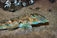 Stribet fløjfisk (Callionymus lyra)