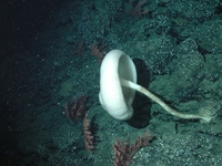 White mushroom sponge (Caulophacus sp.)