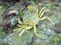 Carcinus maenas - Green Crab