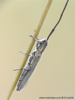 Calamobius filum