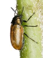 Labidostomis longimana