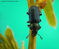 Platycerus caraboides