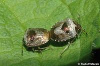 Eysarcoris venustissimus - Woundwort Shieldbug
