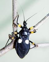 Platymeris biguttata - white-eyed assassin bug