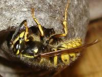 Vespula germanica - German Wasp