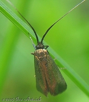 Adela reaumurella