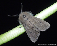 Diaphora mendica - Muslin Moth