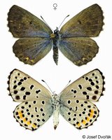 Pseudophilotes baton - Baton Blue