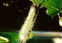 Acronicta leporina - The Miller